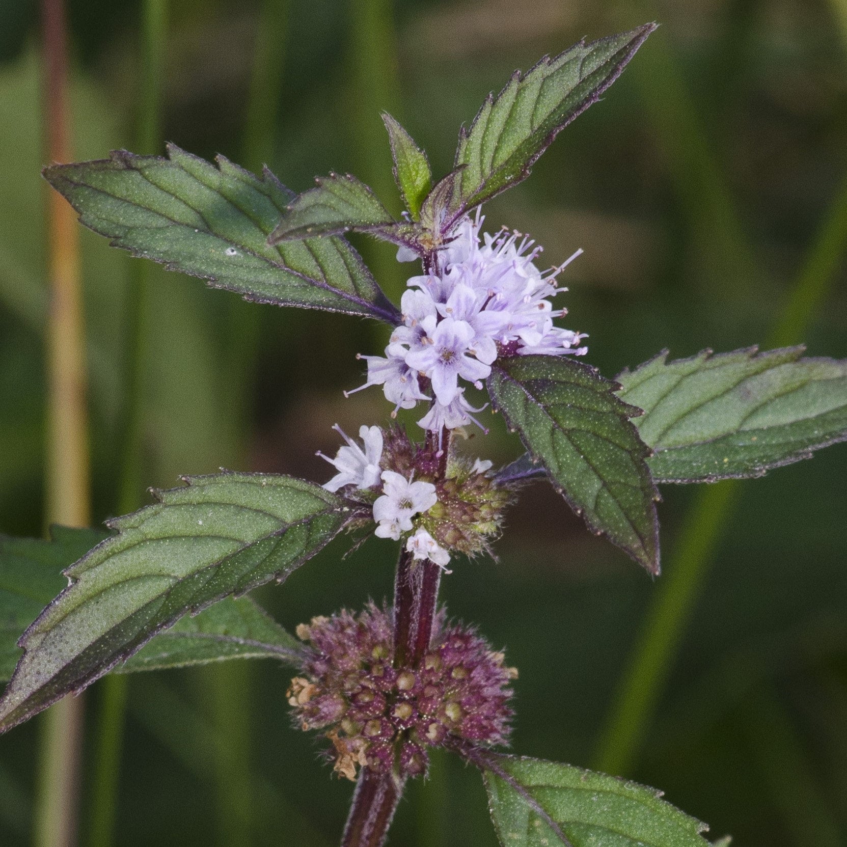 Mentha canadensis Wild Mint Wildflowers Northwest Native Plant