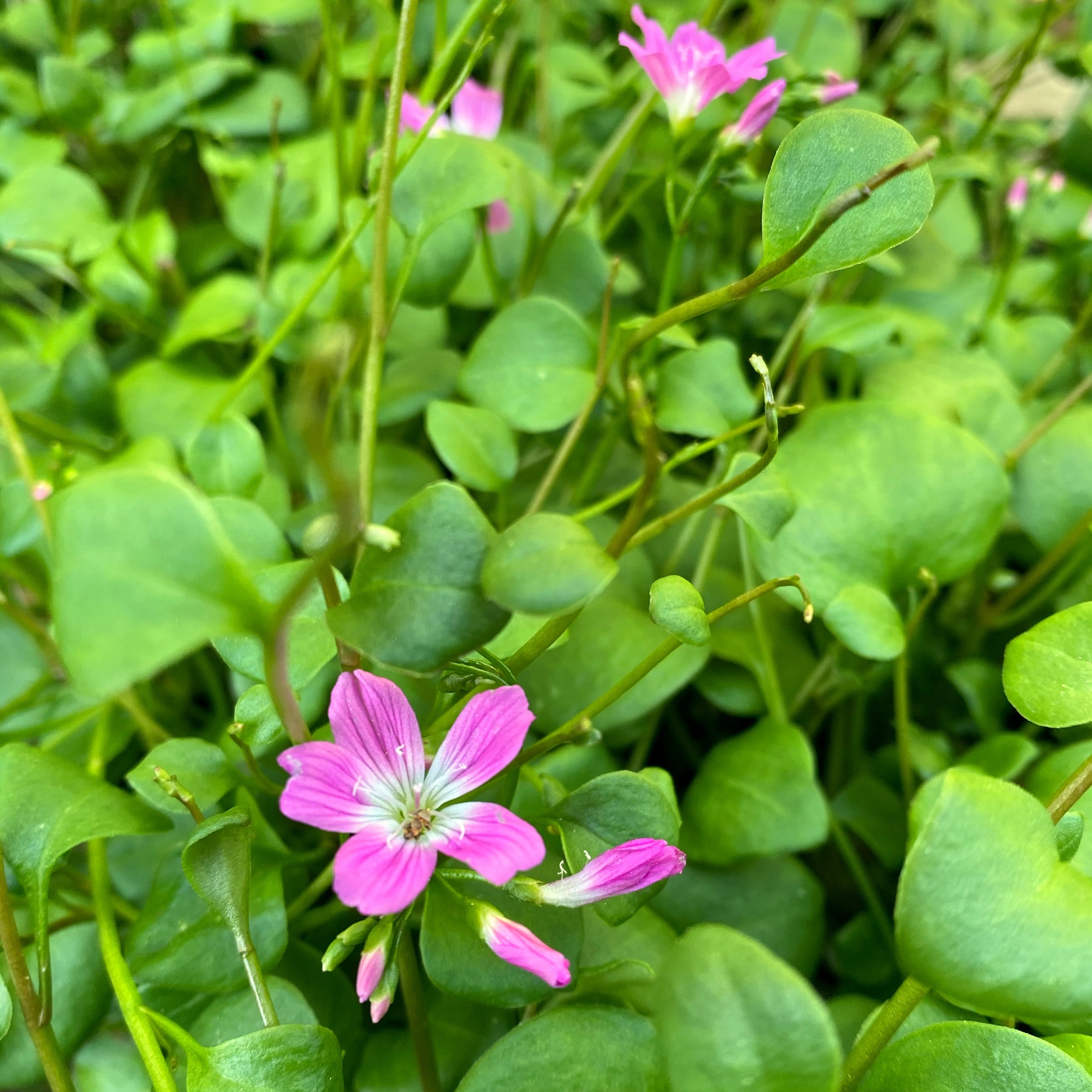 Claytonia parviflora - streambank springbeauty | Wildflowers Northwest ...