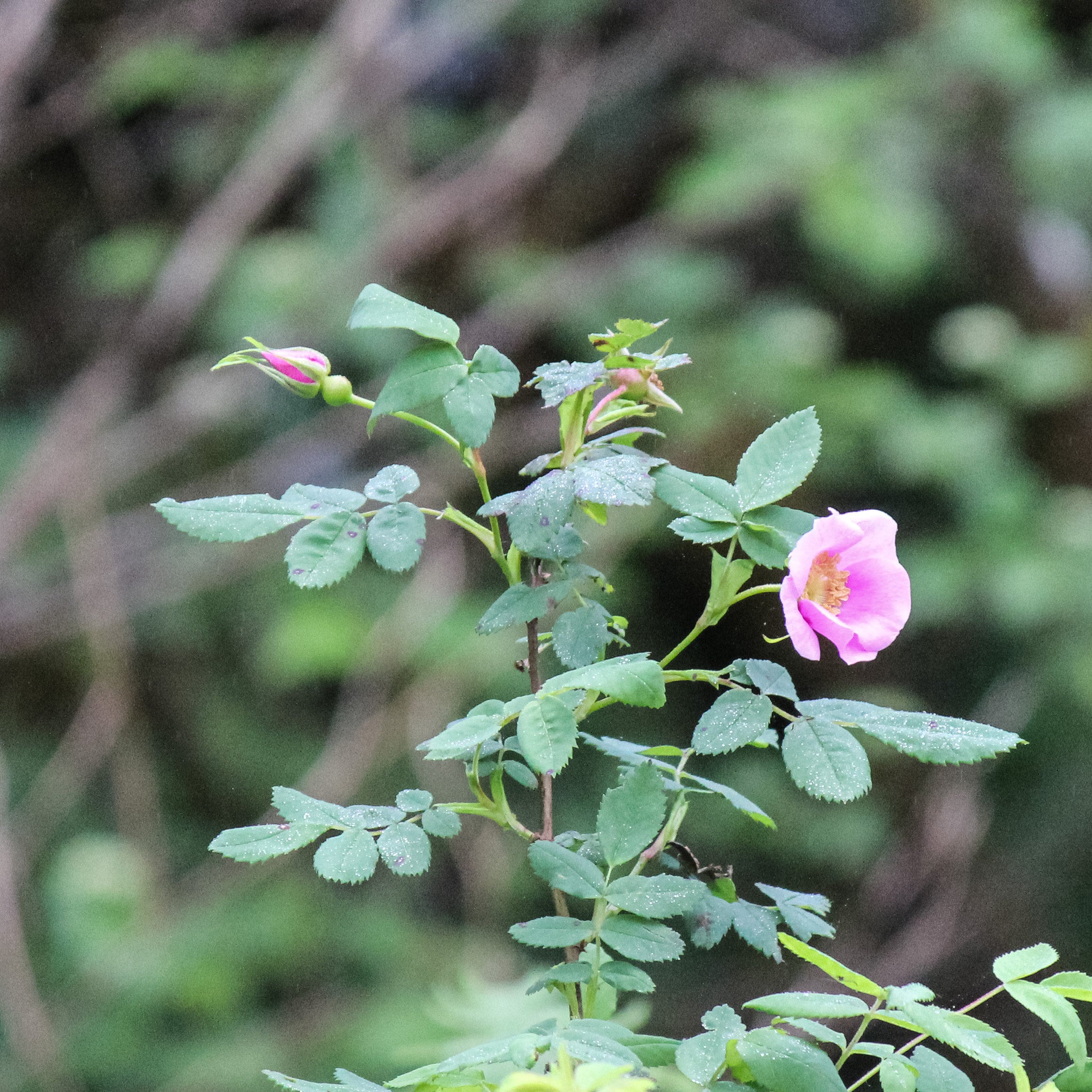 Rosa nutkana nootka rose Wildflowers Northwest Native Plant Nursery