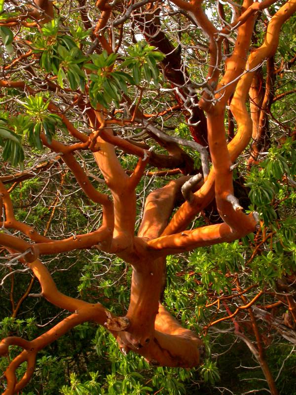 Arbutus menziesii pacific madrone Wildflowers Northwest Native